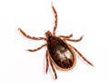 Ixodes ricinus